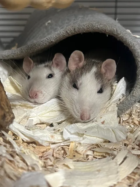 Mama Rat Appreciation Post