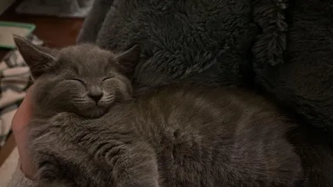 So finally took the plunge and got a cat for the first time .