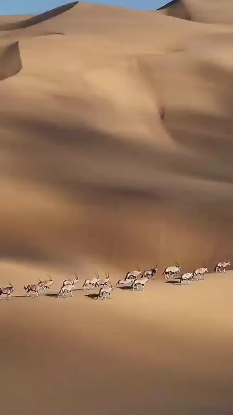 🔥A herd of oryx, a large antelope native to the arid regions of Southern Africa, traverses the giant dunes of the Namib desert