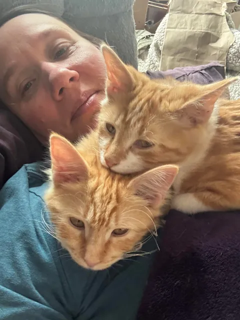 A whole litter of cell-less orangies