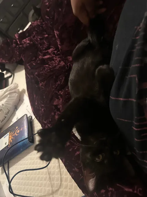 I’m laid up with pneumonia and my baby boy Shadow said I will not be alone 😍