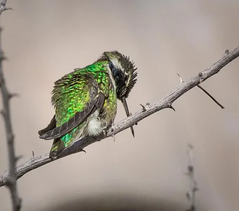 🔥 Green Hummingbird