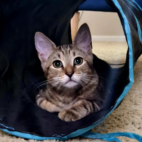 Meet Dash, my first pet ever 😺