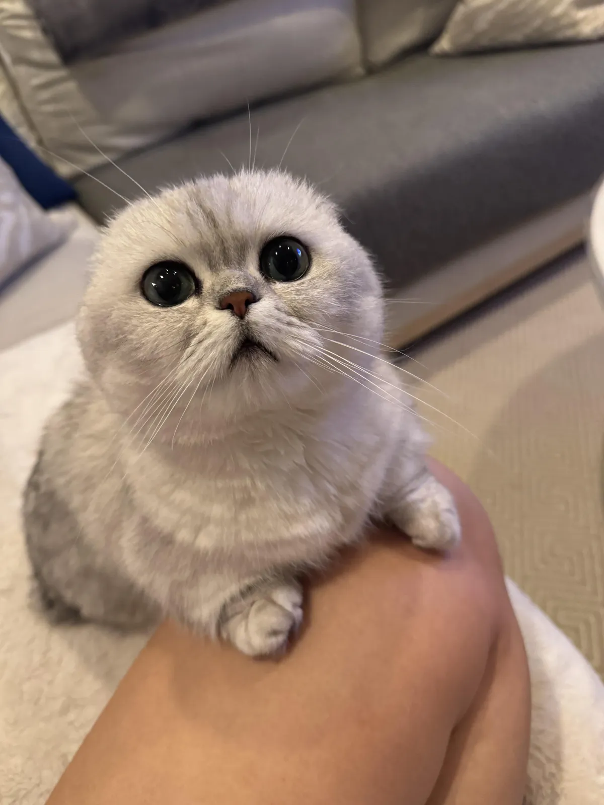 Mochi, our rescue kitty, admiring my wife [OC]