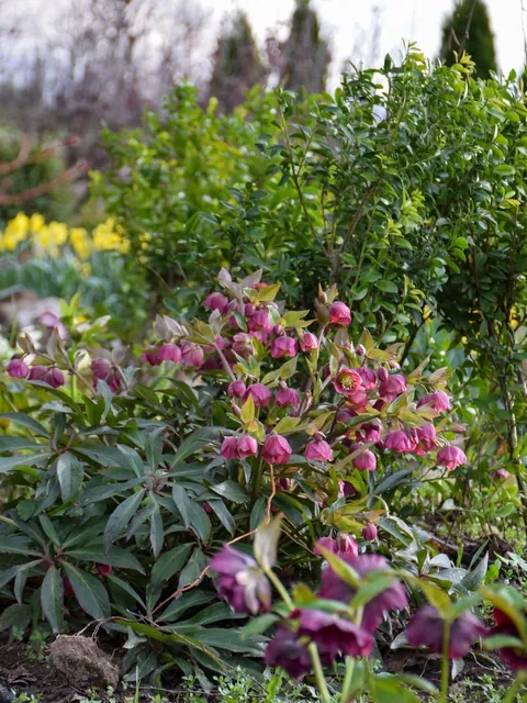 Hellebores from my Serbian garden. 🌸