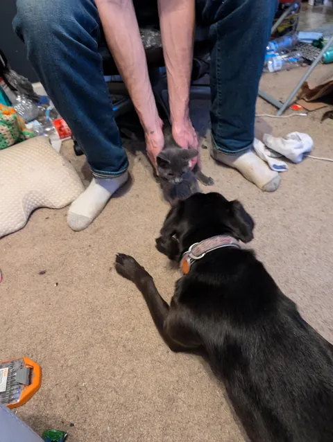 Our dog adopted a kitten from a gas station parking lot and they have been best friends since.