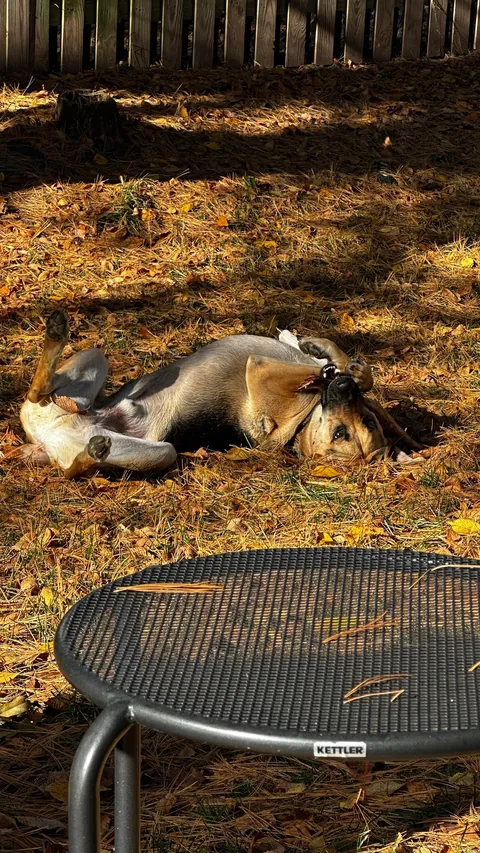 Everyone say happy 2nd birthday to Scooby!