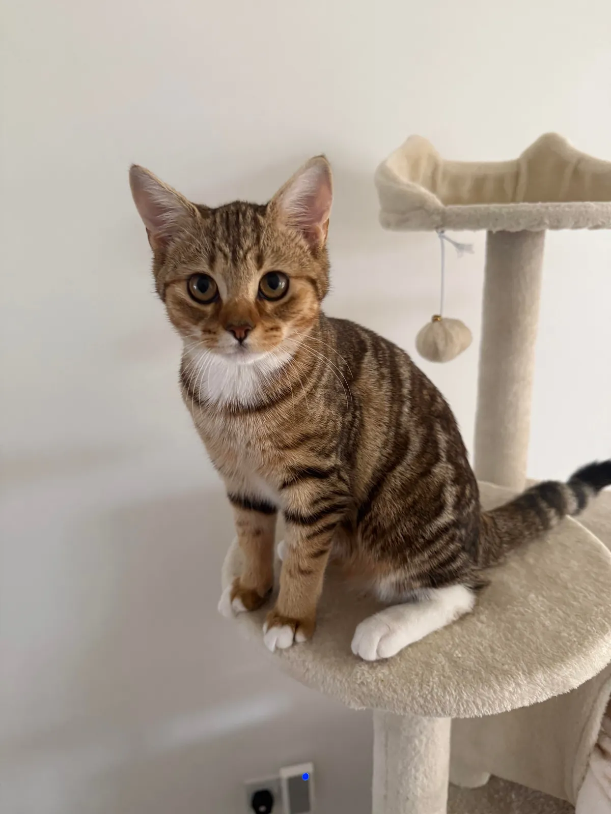 Cocoa and beans aged 5 months