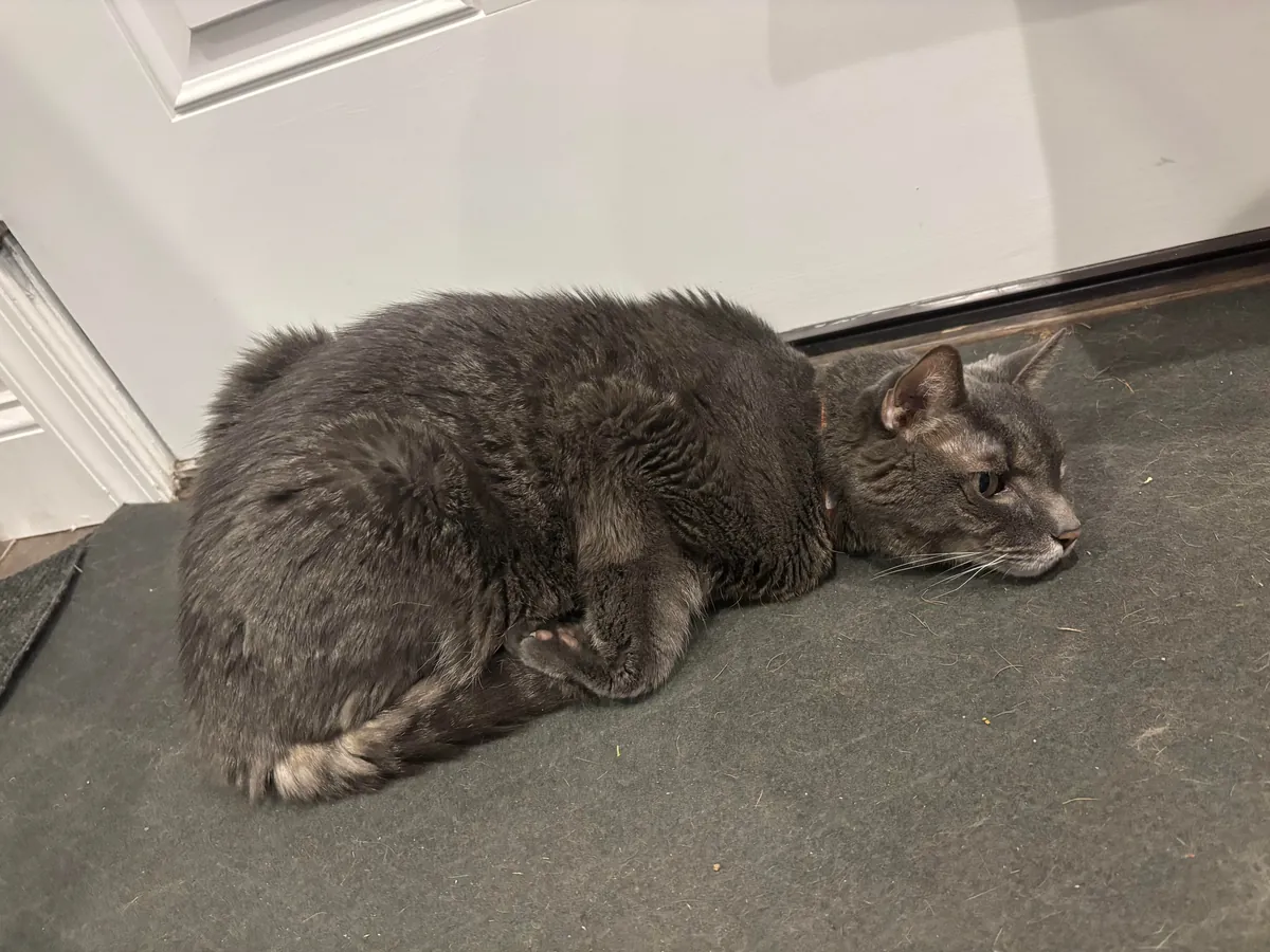 Anyone else’s cat sleep like a rotisserie chicken?