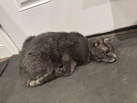 Anyone else’s cat sleep like a rotisserie chicken?