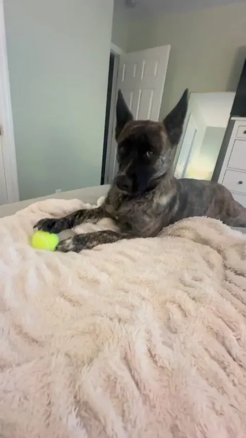 Be one with the ball. Transcend fetch.