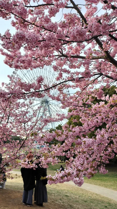 sakura in Tokyo