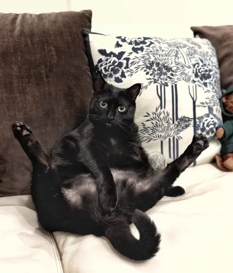 I’m sexy and I know it