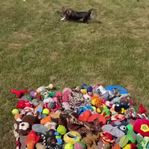 Letting the dogs at the rescue centre choose their own toys...