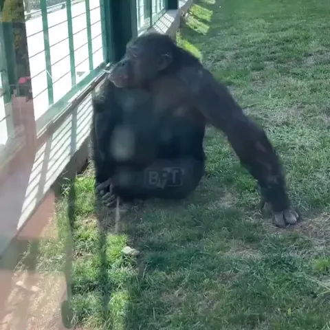 A chimpanzee was caught smoking in Turkey