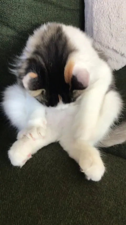 My kitten has gone full Marilyn Manson