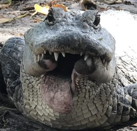 Alligator Missing A Chunk Of It’s Bottom Jaw