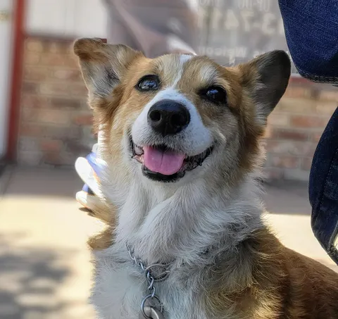 14 years old and still having the time of her life on walks