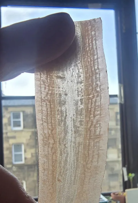 My new mandolin slicer slices carrots so thinly they look like biological specimens