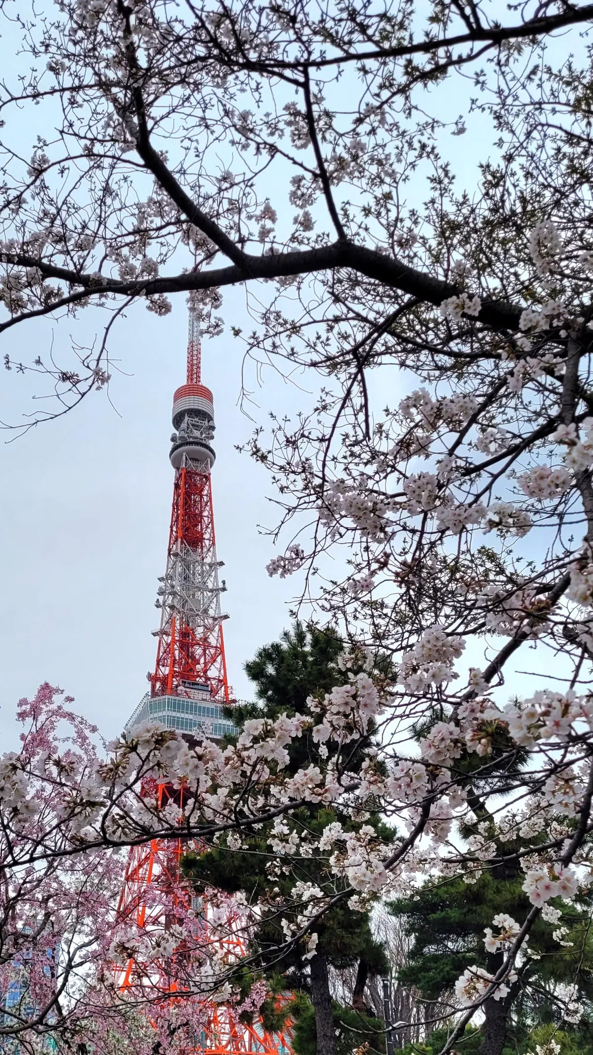 Tokyo under cherry blossoms, Mar/Apr 2025