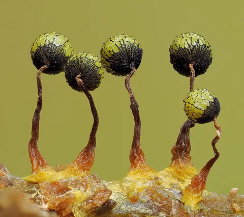 🔥 The infinitesimal, alien world of slime molds 🔥