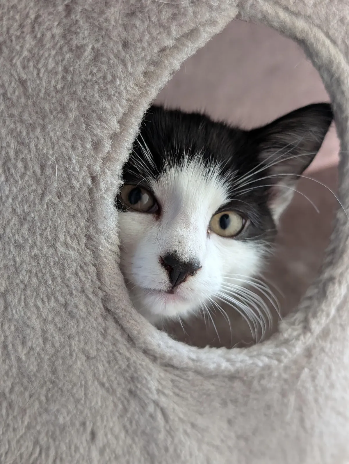 He's got a lil loveheart nose!