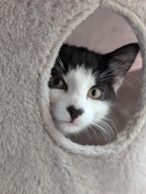 He's got a lil loveheart nose!