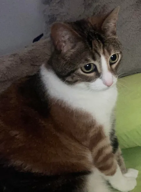 I lost all three cats to a fire last night