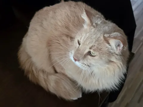 Lost my cat 7 years ago and got him back