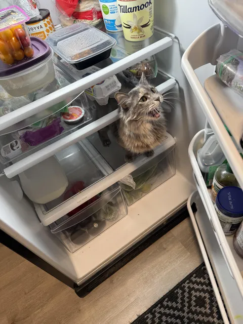 Anyone else’s cat do this?