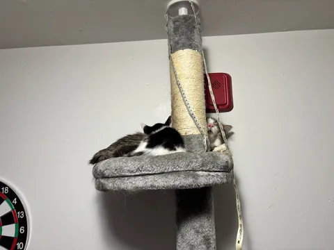 I got my cat a little kitten so that he wouldn’t be alone and it fixed his litter issues!