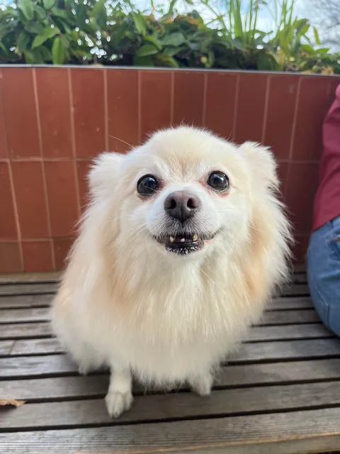Tita and her teefies