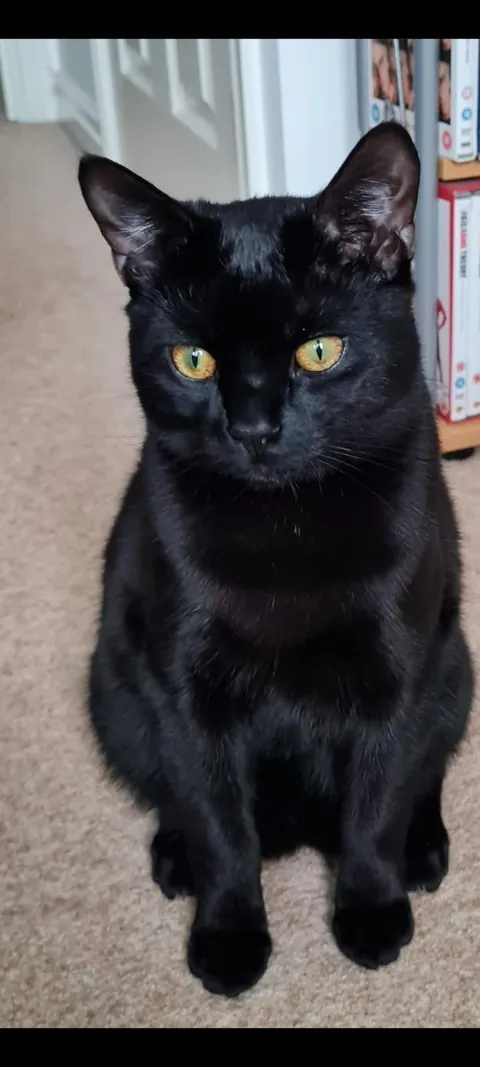 Does everyone think their void could be a model or is it just me?