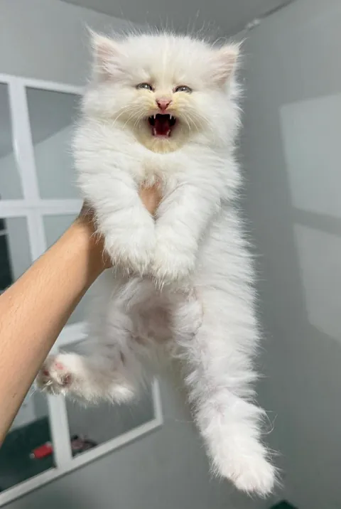 She said “roaaar”