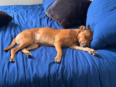 This is my little potato Hector. He loves to say hi to everyone in the park and hardware shop.