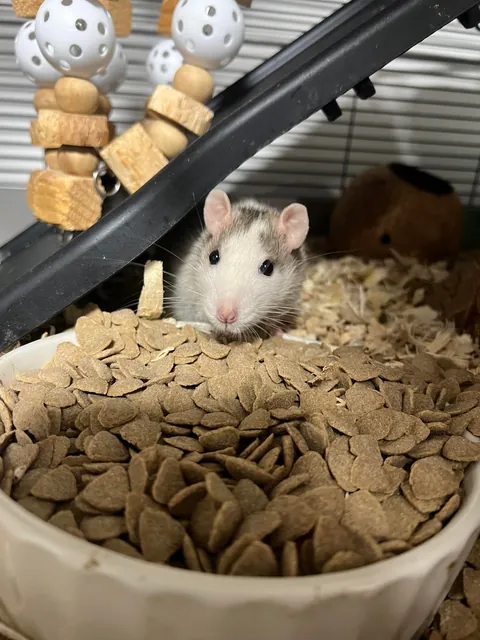 Mama Rat Appreciation Post
