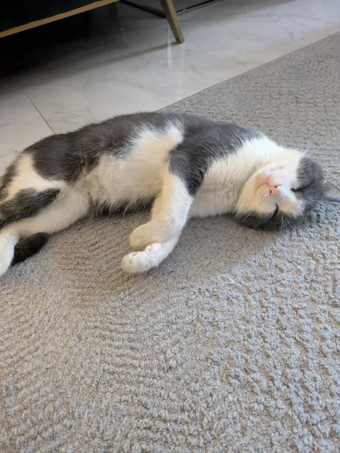 Rippy (accidentally) got fed twice in a row. Now he's in a food coma, but happy