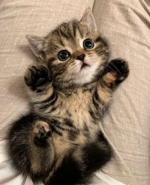 Plot twist: the baby owns you now.