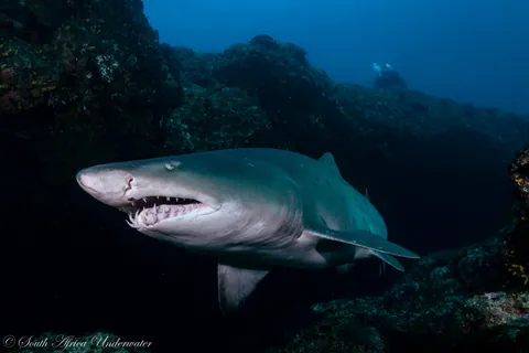 🔥 Raggedtooth/Sand Tiger Sharks today on Aliwal Shoal, South Africa