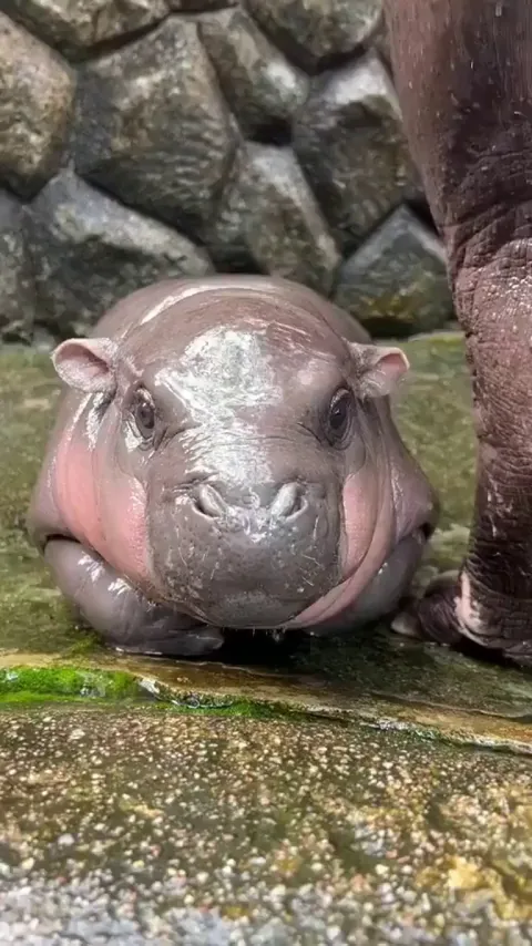 This baby Hippo 
