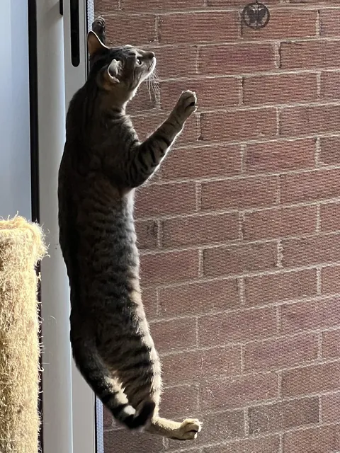 She discovered that screens are good for climbing. Thoughts and prayers welcome.