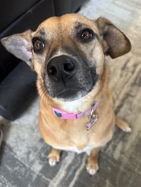 Bagel is the goodest girl