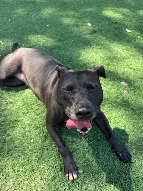 The update everyone’s been waiting for: We met Waffles 🧇 &amp; she was adorable.