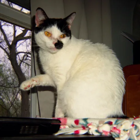 This is my first cat ever, her name is Yuki and she's the best