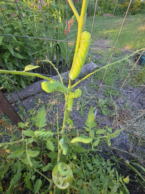 Ahhh i can't wait to have another nice fresh tomato for dinner.. heading out there now to pick one. I know its going to taste great. The time and effort.....