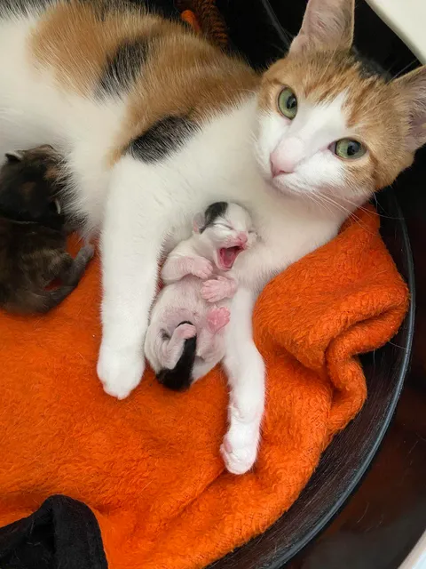 Our cat Ada gave birth 2 days ago :)