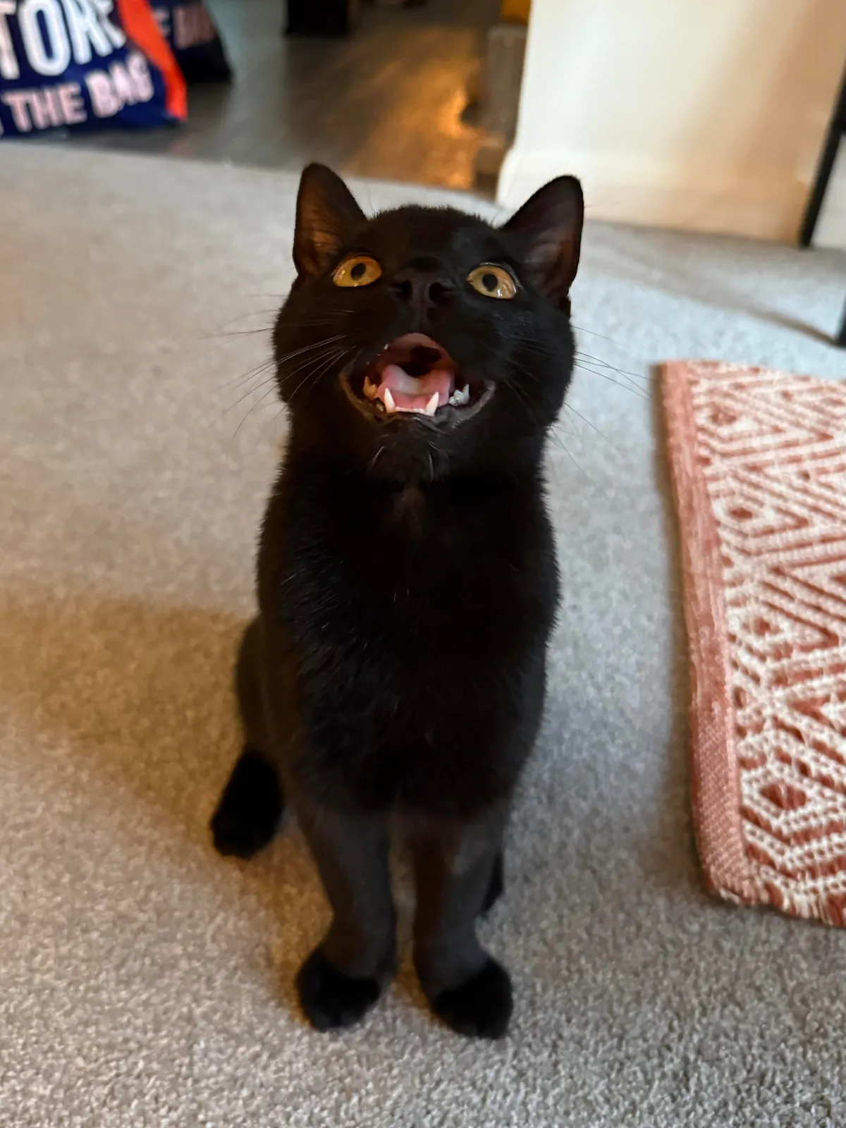 took my cat to the vet because his paws stick out when he sits. diagnosis: he’s just shaped funny