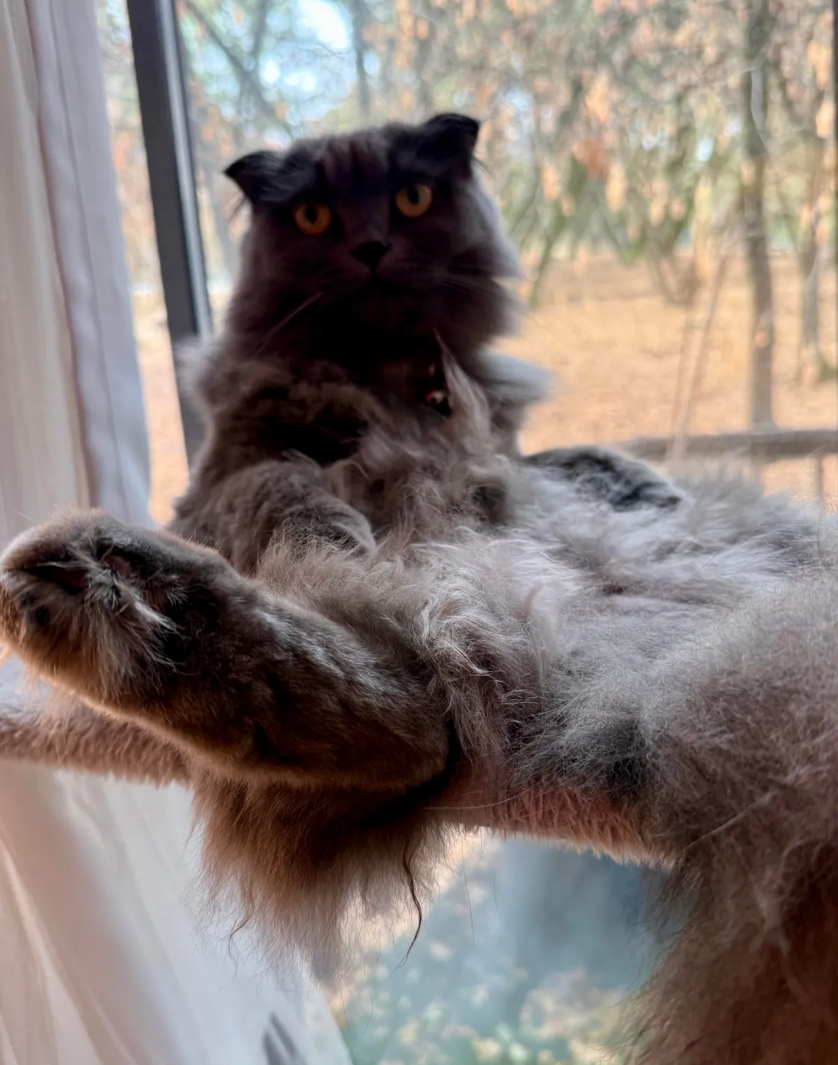 WHAT EVEN IS THIS THING