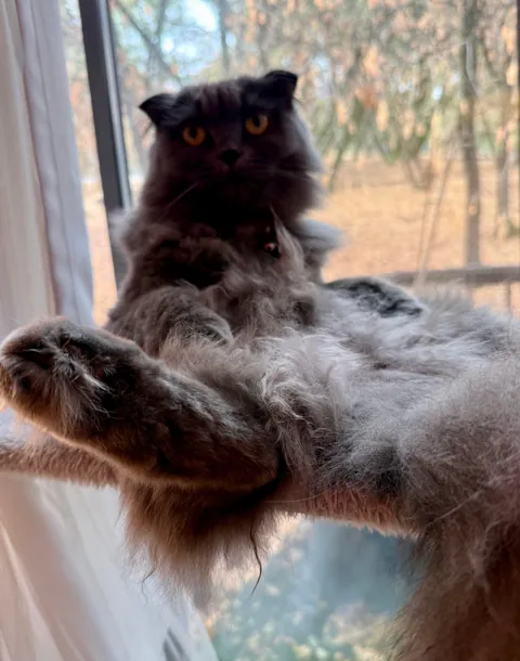 WHAT EVEN IS THIS THING