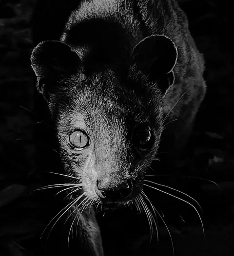 Madagascar : a dying Eden.  It needs you.